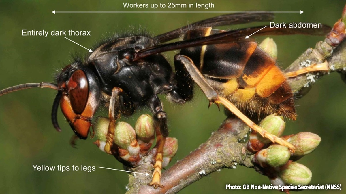 asian-hornet-dos-and-donts-for-pest-controllers-hero2 asian-hornet-dos-and-donts-for-pest-controllers-hero2